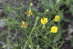 golden aster